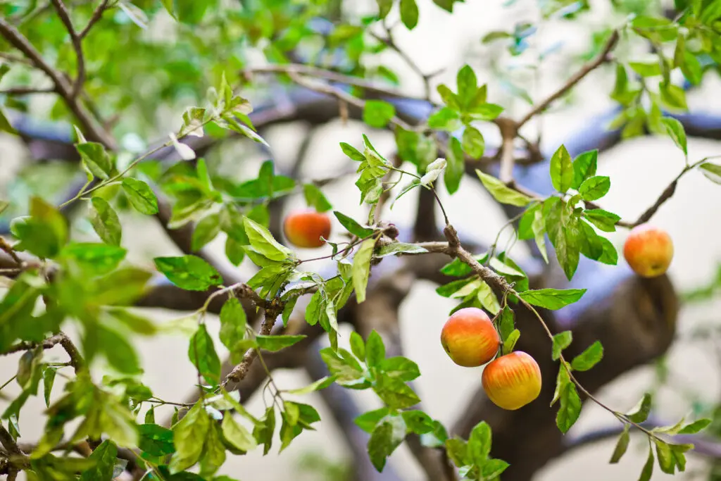 Apple tree at Souderton Mennonite Homes