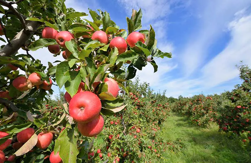 Apple Tree