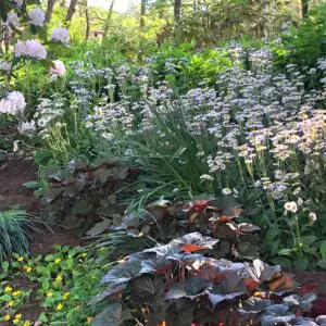 F2507 Redefining Groundcovers with Shade Loving Natives