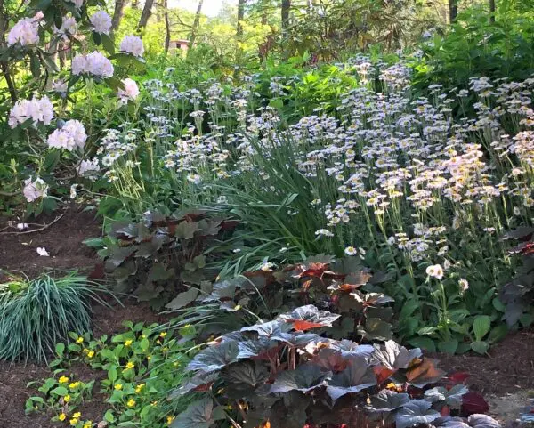 F2507 Redefining Groundcovers with Shade Loving Natives