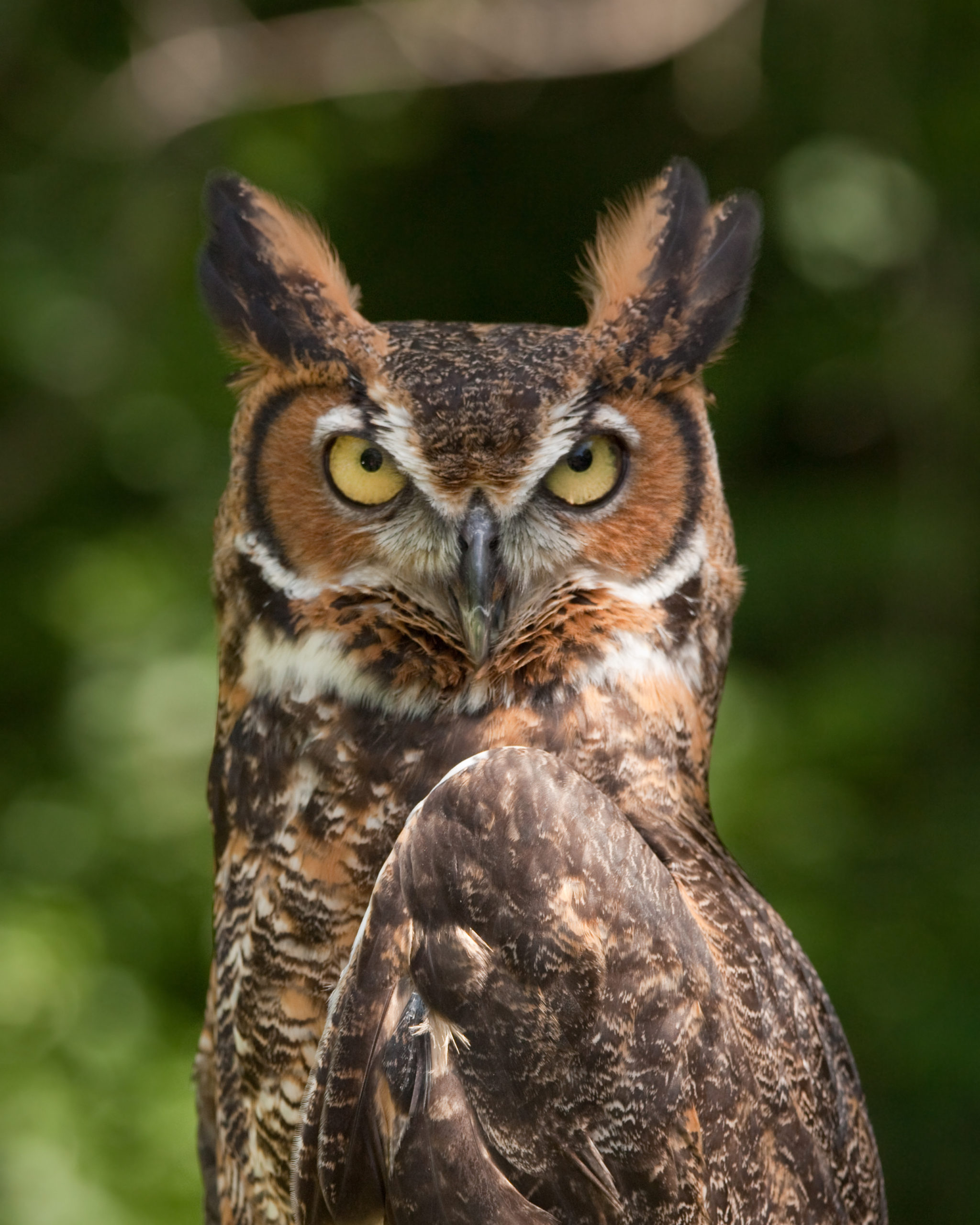 My Journey with a Pair of Great Horned Owls
