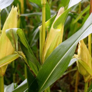F2510 Nothing We Eat Is Natural: The Genetics of Food