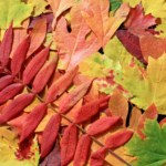 Leaves Change Their Identity