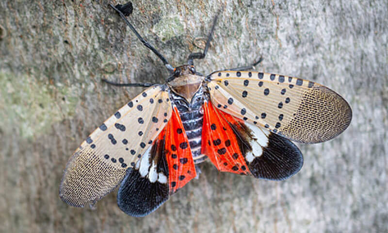 Spotted Lanternfly: Why This Pest is Important to Control and How You Can Help